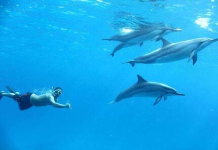 Dolphin House Snorkeling & Swimming with Dolphins